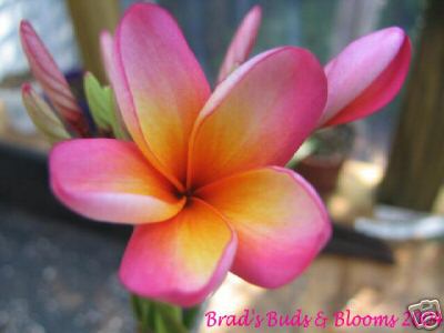 Gold Coast Peach plumeria flower