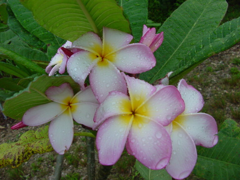 Bud’s Pink Cloud plumeria flower