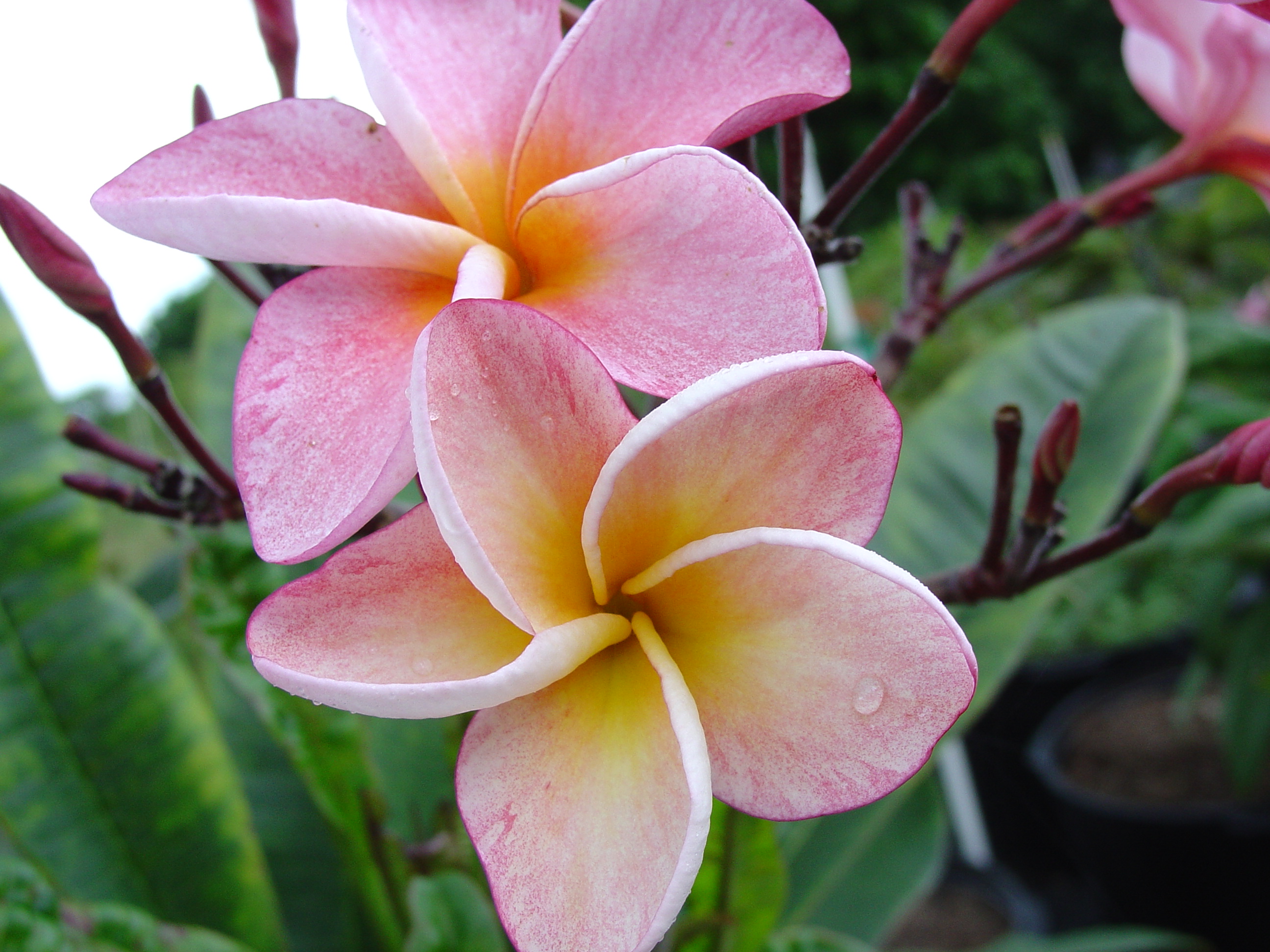 Bun Yen plumeria photo
