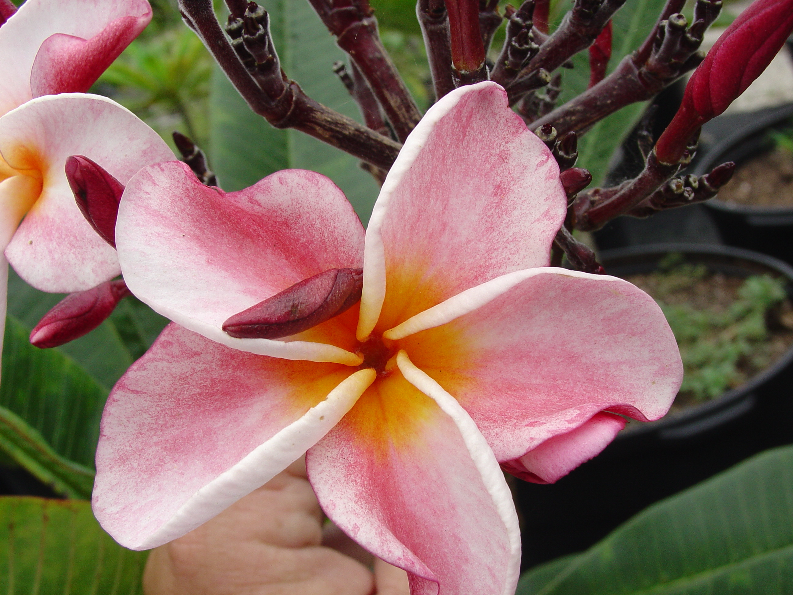 Bun Yen plumeria photo