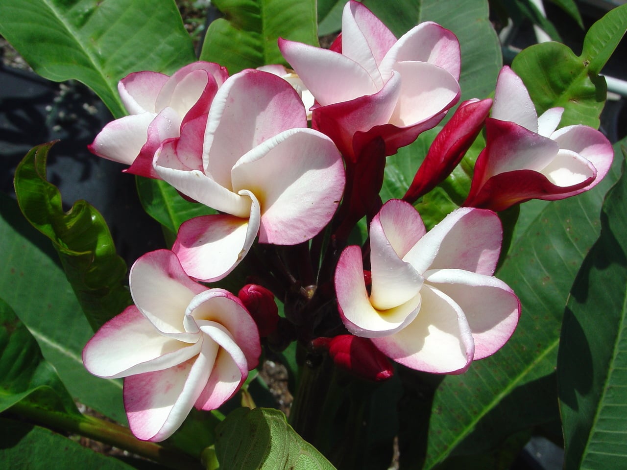 Baby Doll plumeria photo