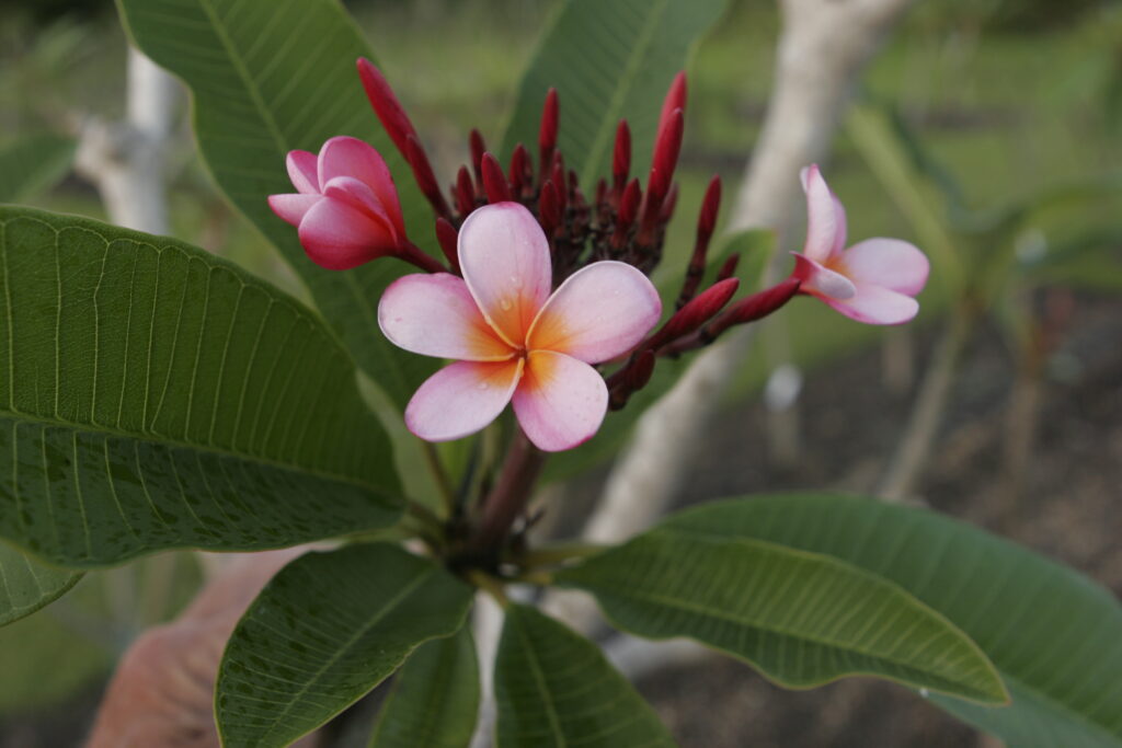Bali plumeria photo