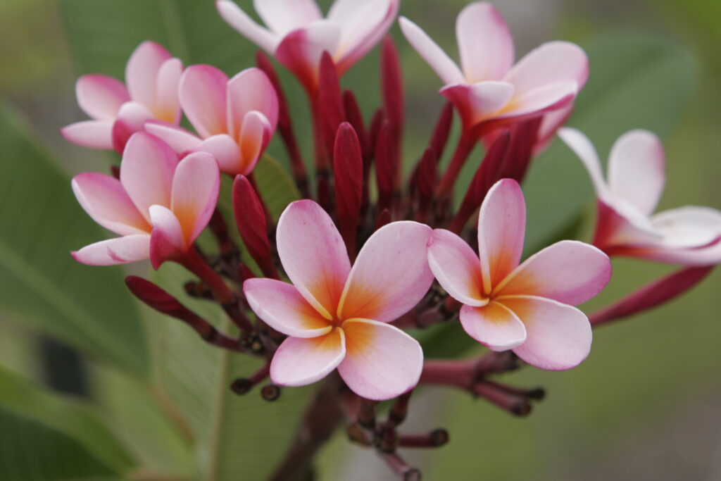 Bali plumeria photo