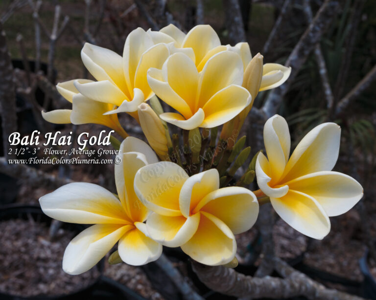Bali Hai Gold plumeria photo