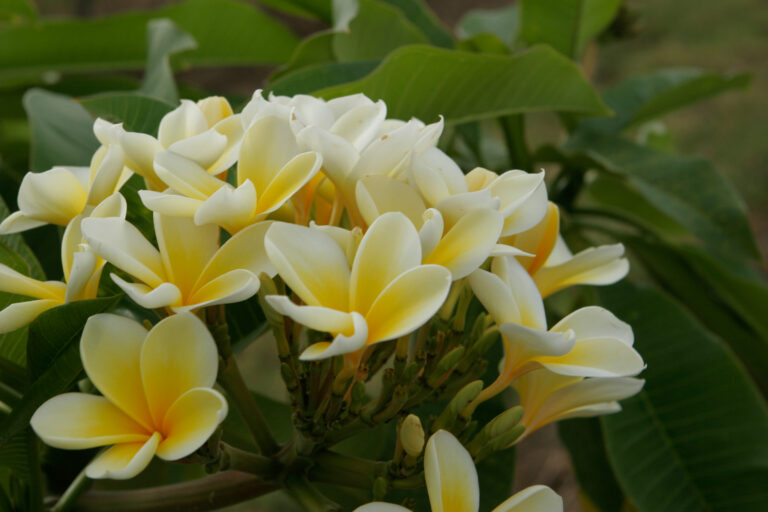 Bali Hi Gold plumeria photo