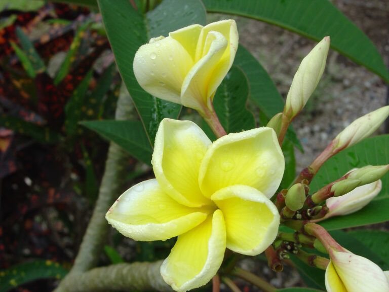 Bali Palace plumeria photo
