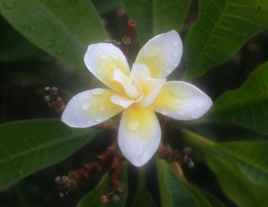 Bali Whirl plumeria photo