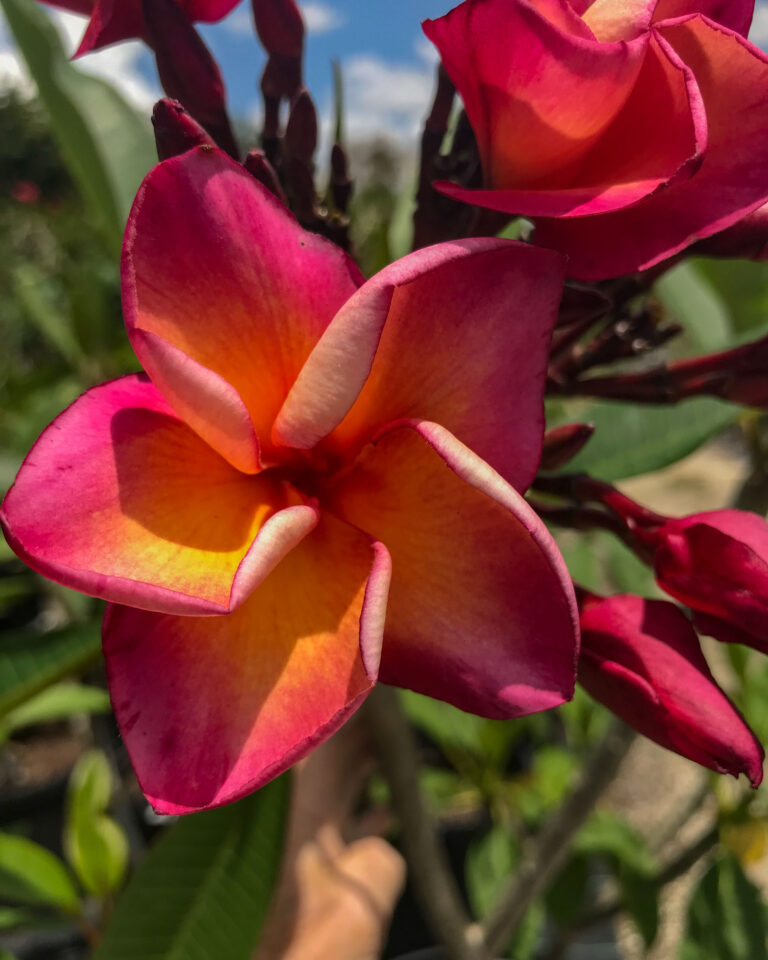 Bali plumeria photo