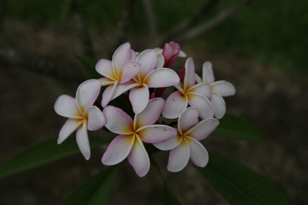Bali Blush plumeria photo