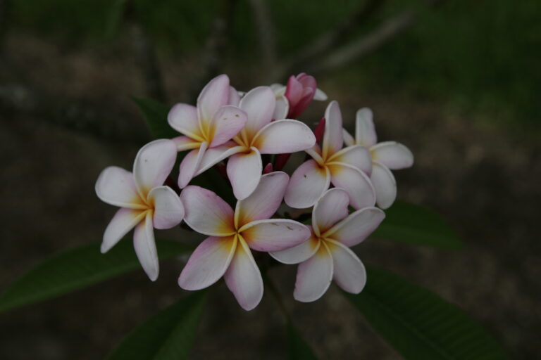 Bali Blush plumeria photo