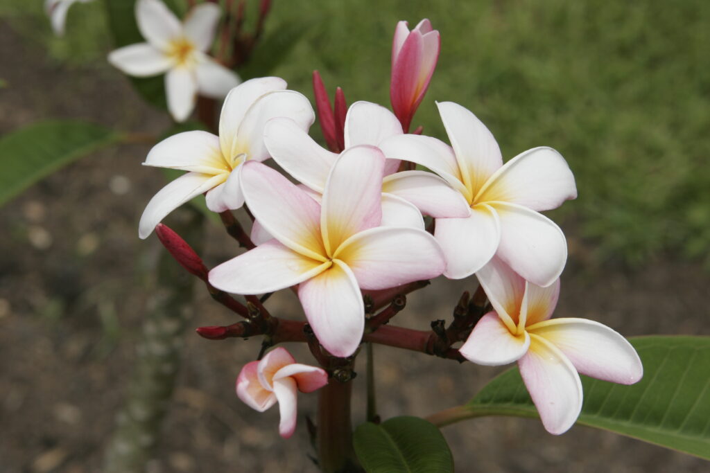 Bali Blush plumeria photo