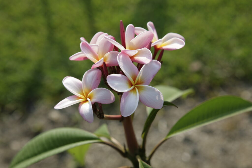 Bali Blush plumeria photo