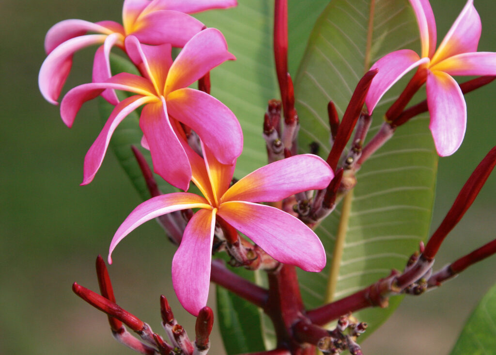 Bali Rainbow plumeria photo