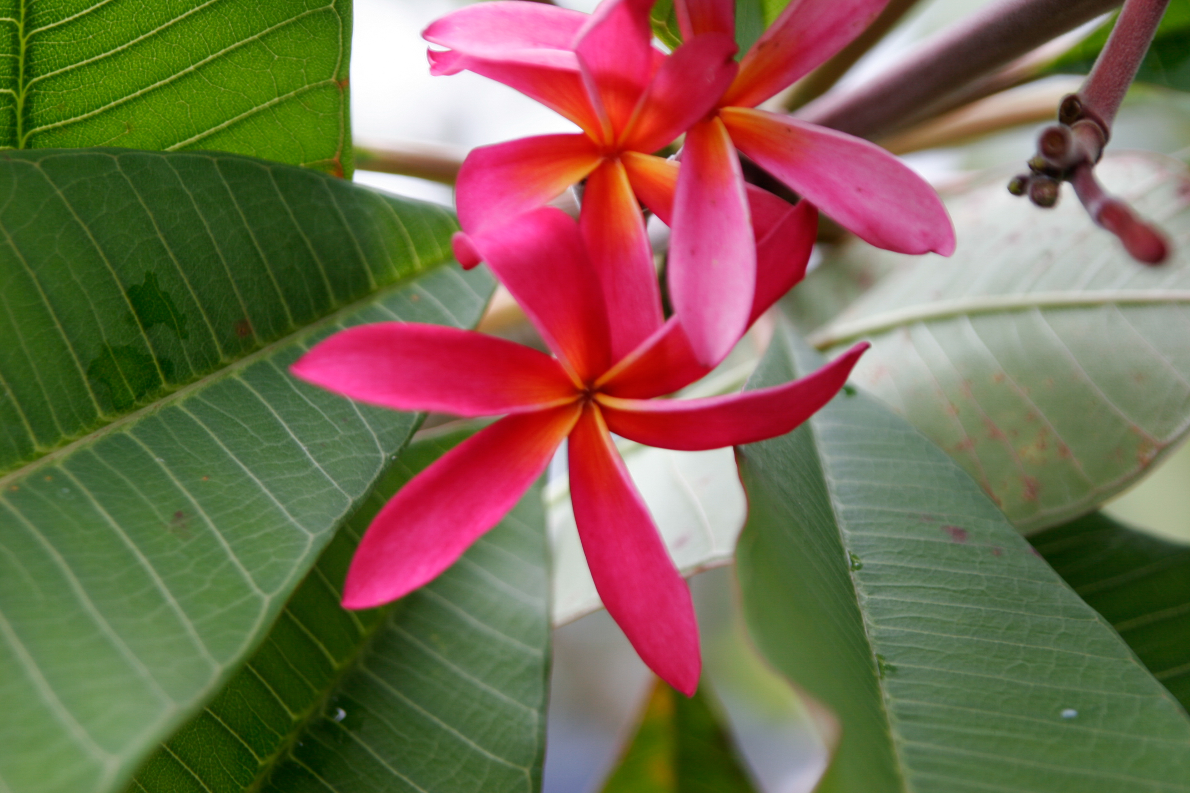 Bali Rainbow plumeria photo