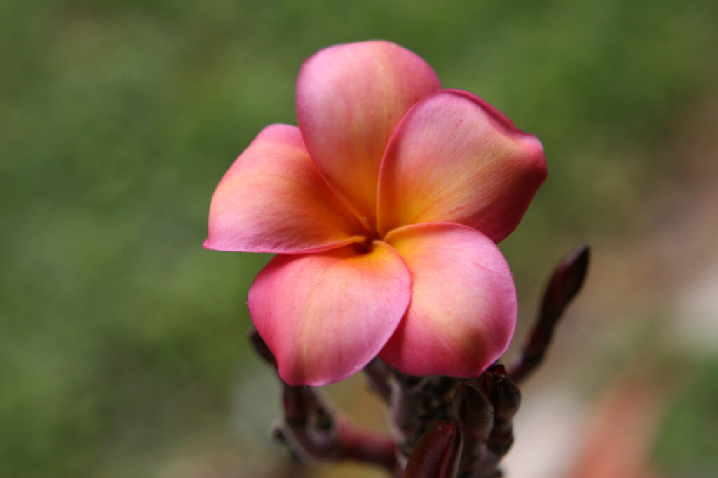 Banana Berry plumeria photo