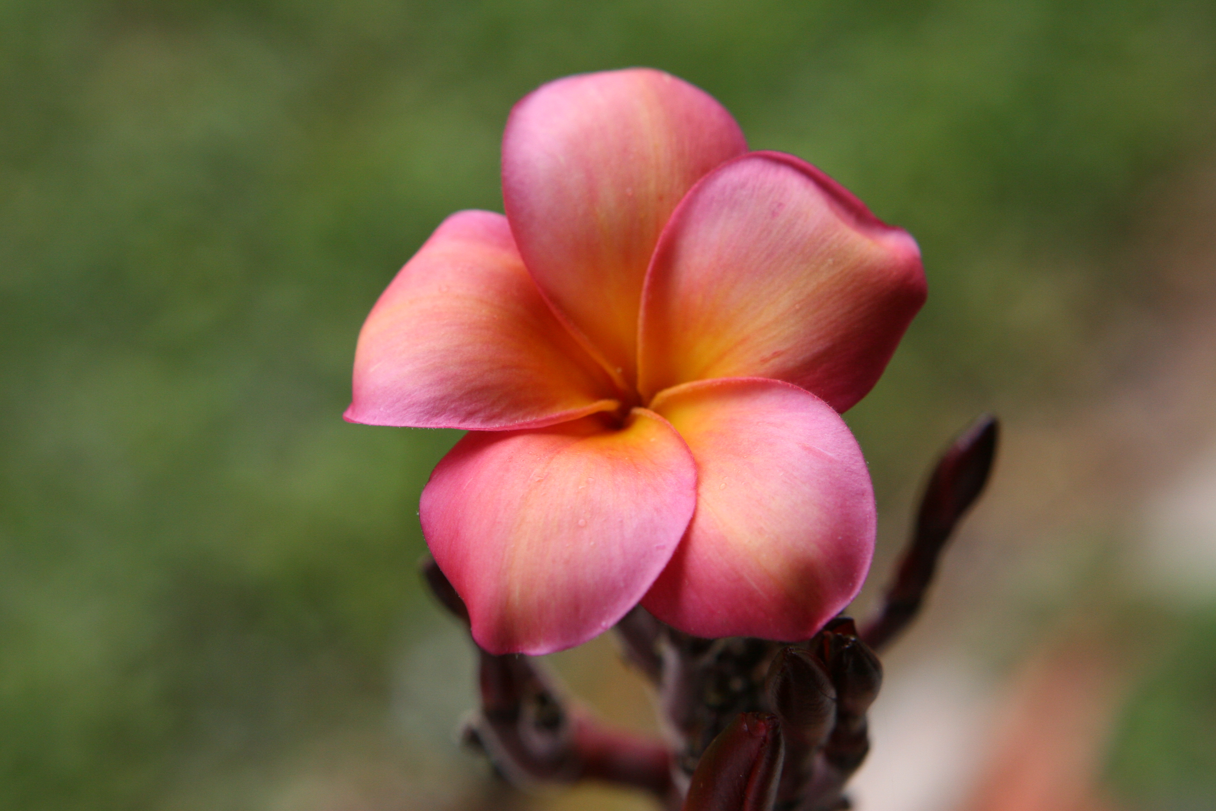 Banana Berry plumeria photo