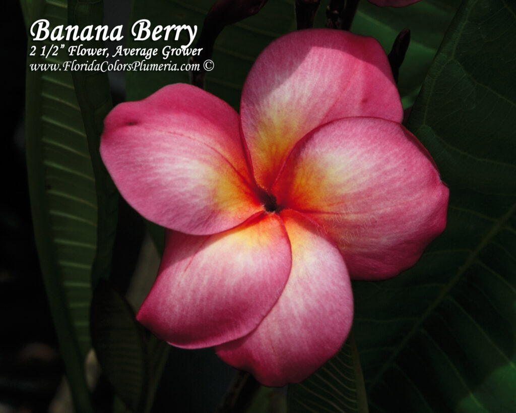Banana Berry plumeria photo