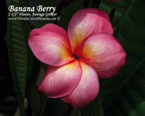 Banana Berry plumeria photo