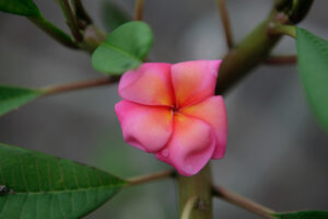 Banana Berry plumeria photo
