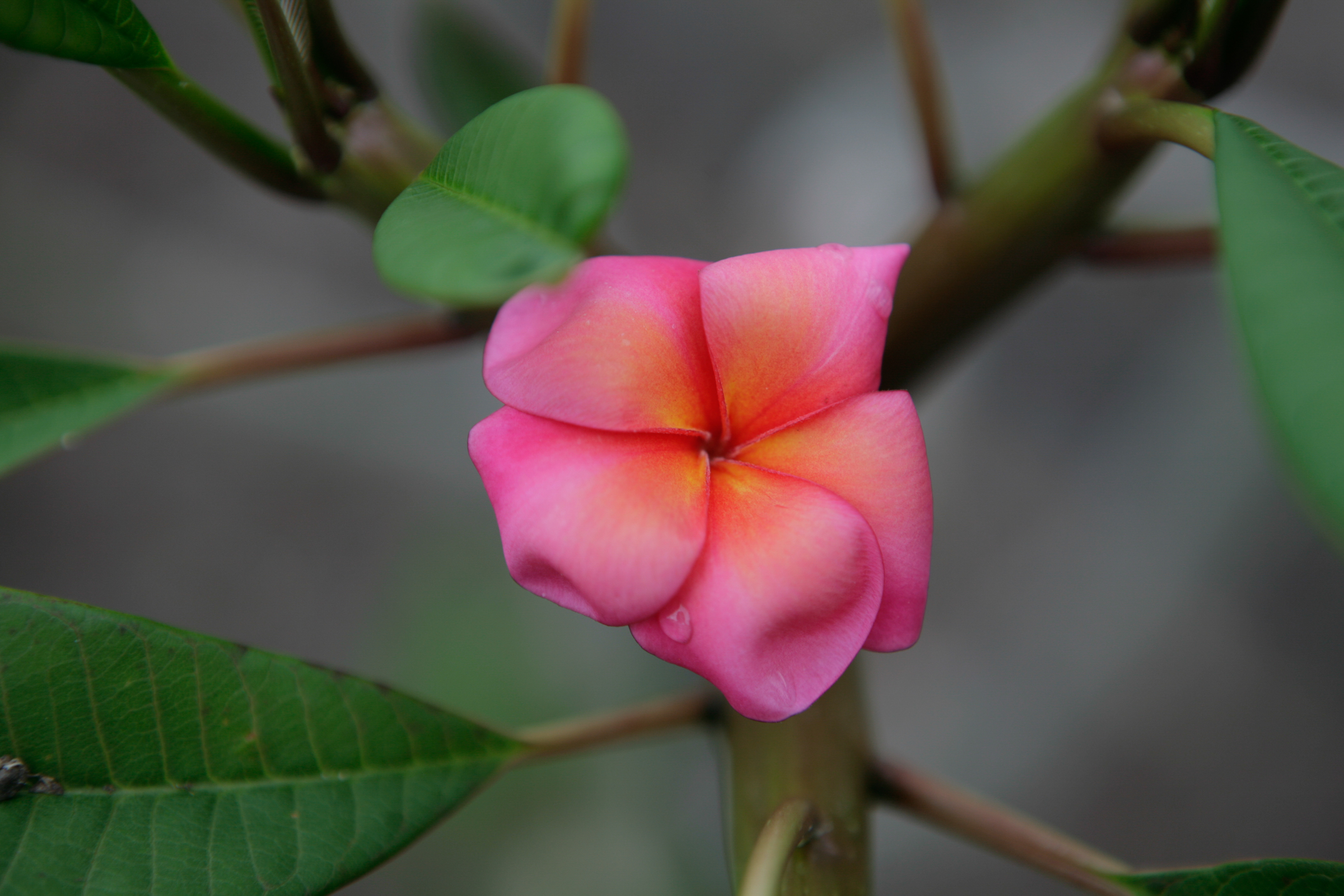 Banana Berry plumeria photo