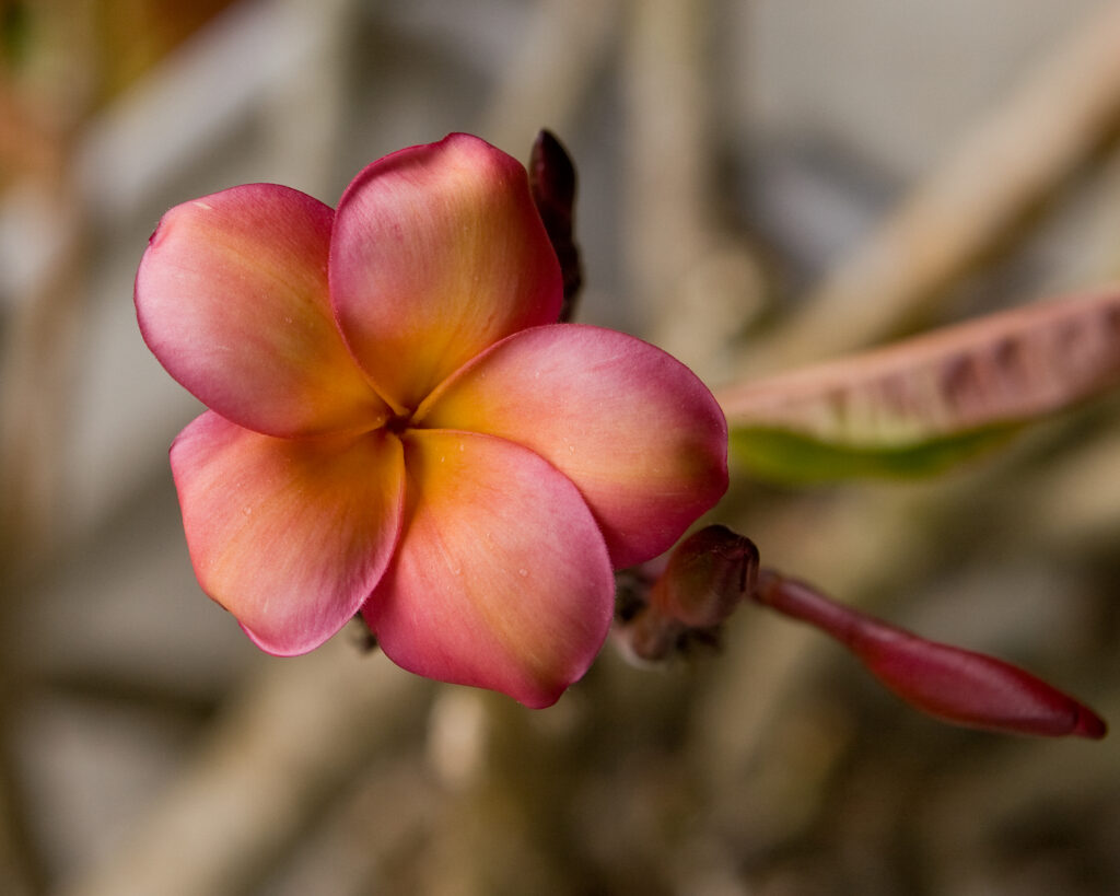 Banana Berry plumeria photo
