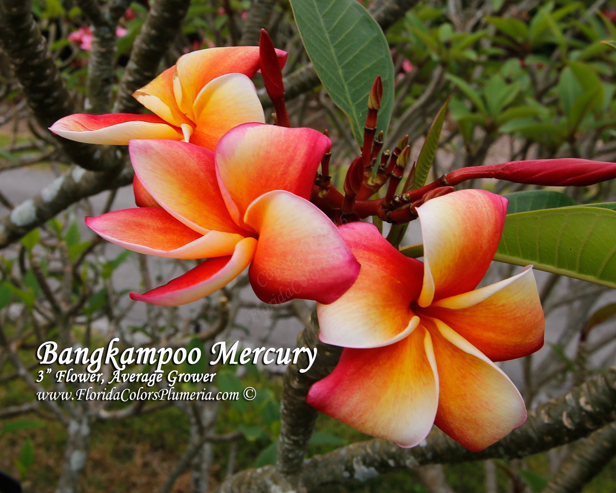 Bangkampoo Mercury plumeria photo