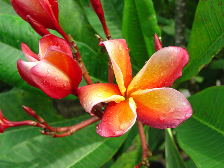 Bangkampoo Mercury plumeria photo