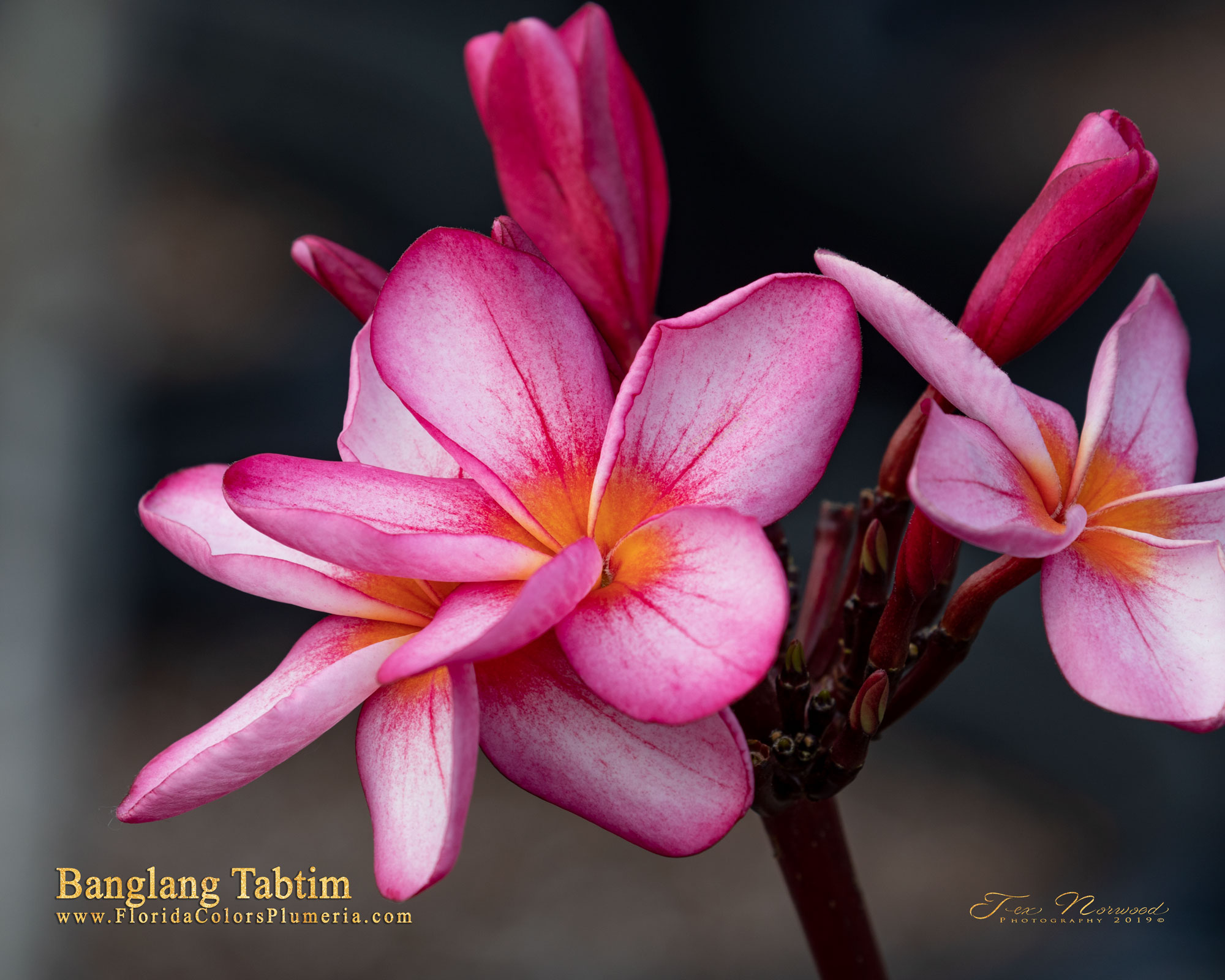 Tabtim plumeria photo