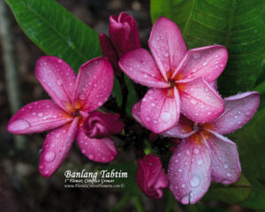 Banlang Tabtim plumeria photo