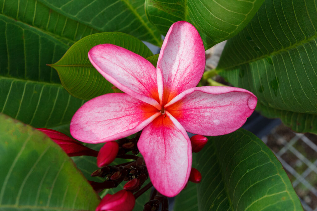 Banlang Tabtim plumeria photo