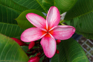 Banlang Tabtim plumeria photo