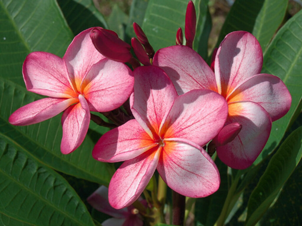 Banlang Tabtim plumeria photo
