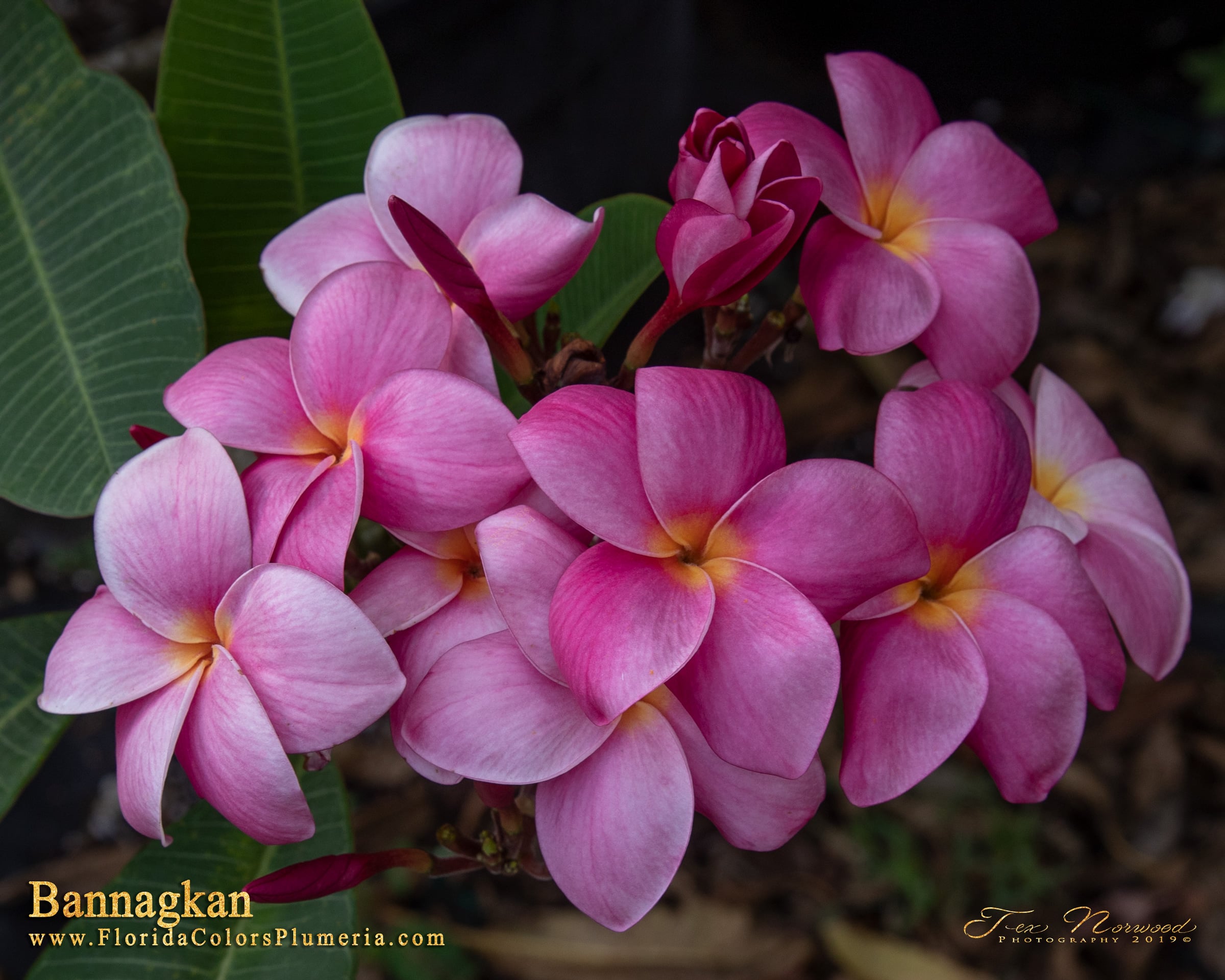 Bannagkan plumeria photo