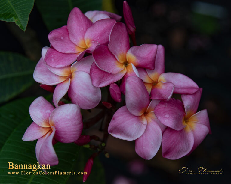 Bannagkan plumeria photo