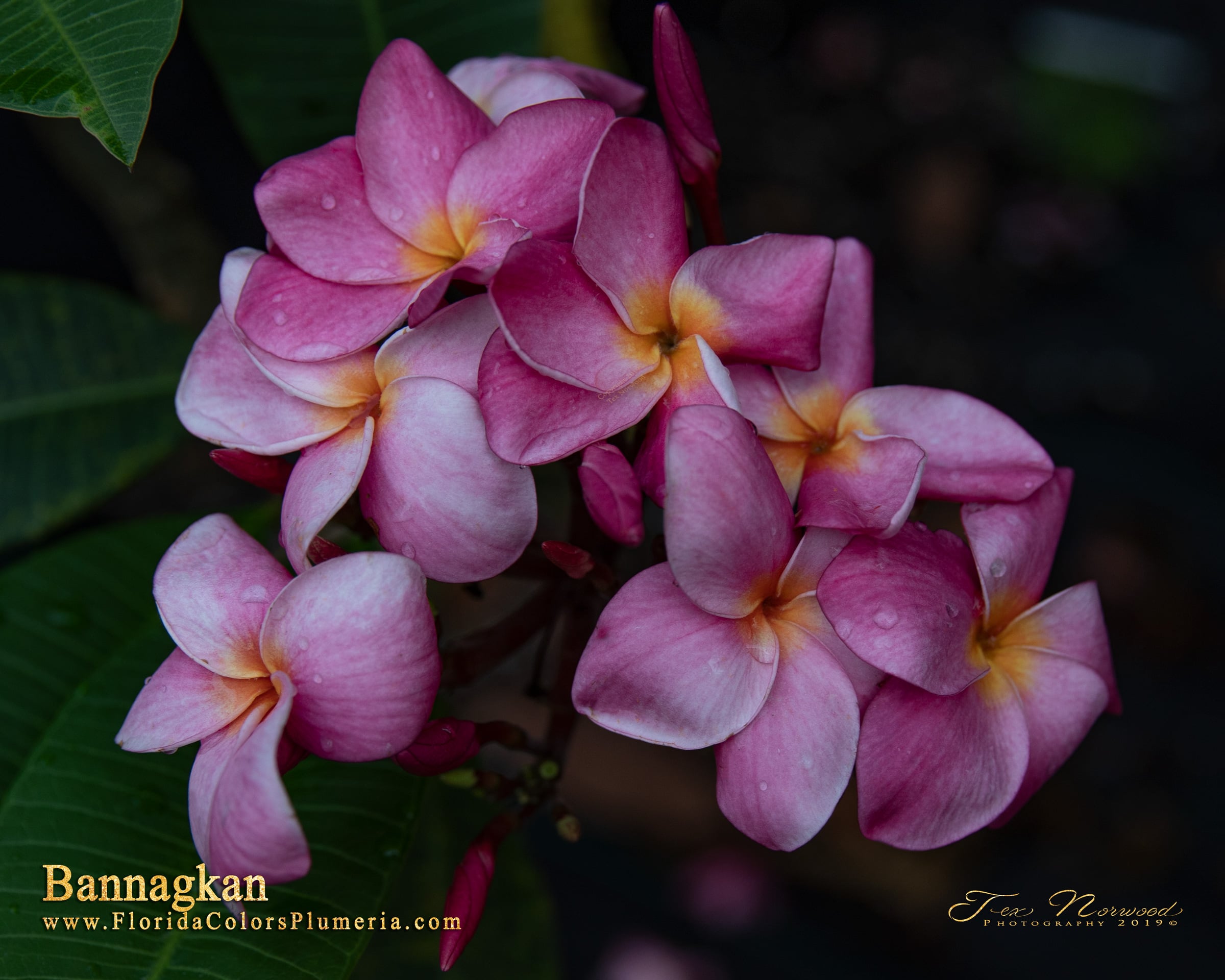 Bannagkan plumeria photo