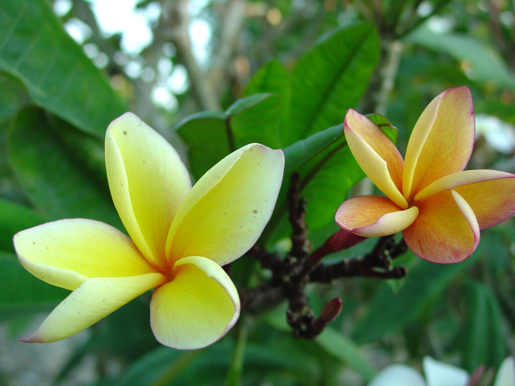Barbados Apricot Brandy plumeria photo
