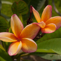 Barbados Apricot Brandy photo preview