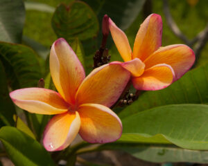 Barbados Apricot Brandy plumeria