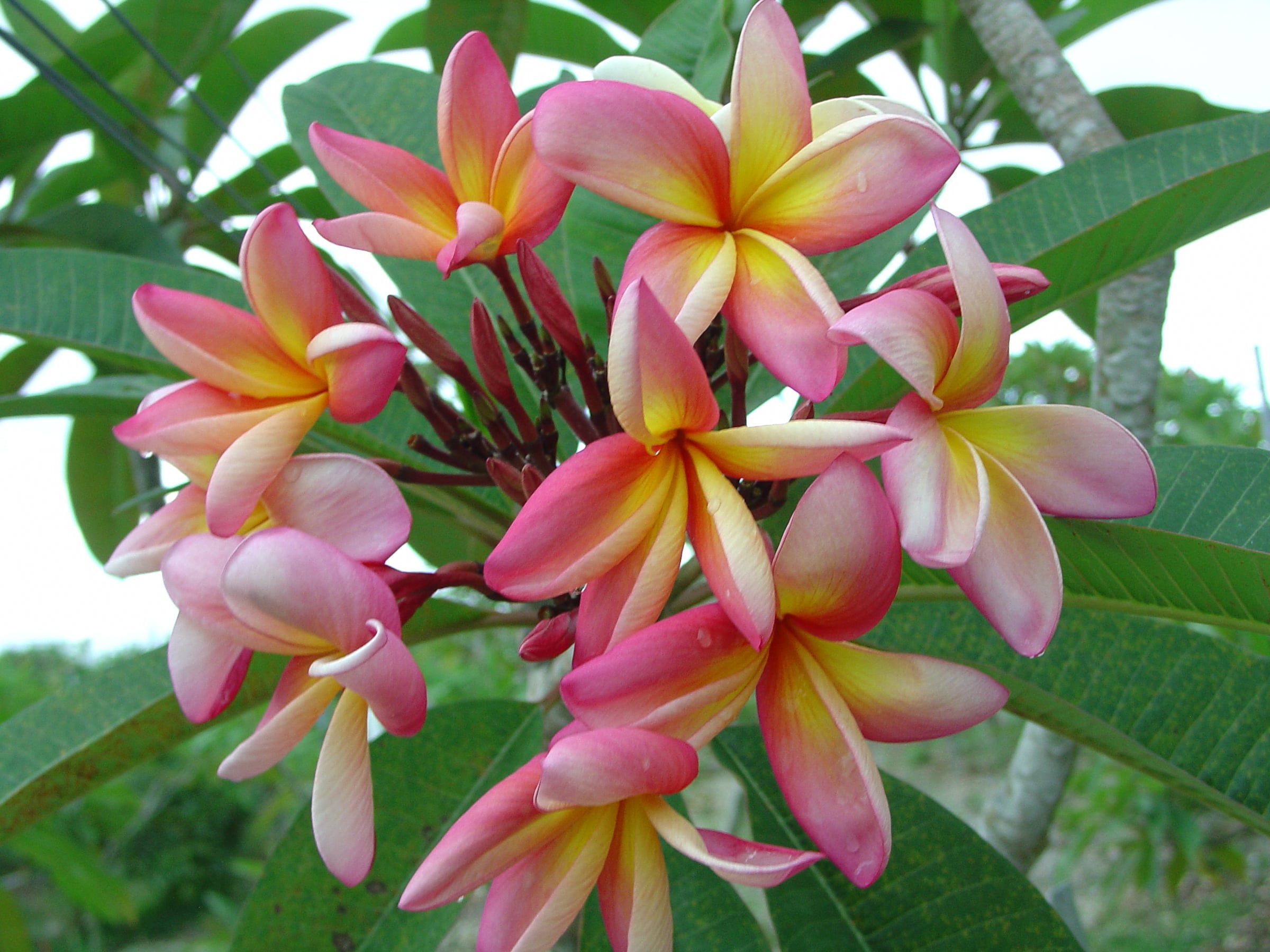 Barbados Showgirl plumeria photo