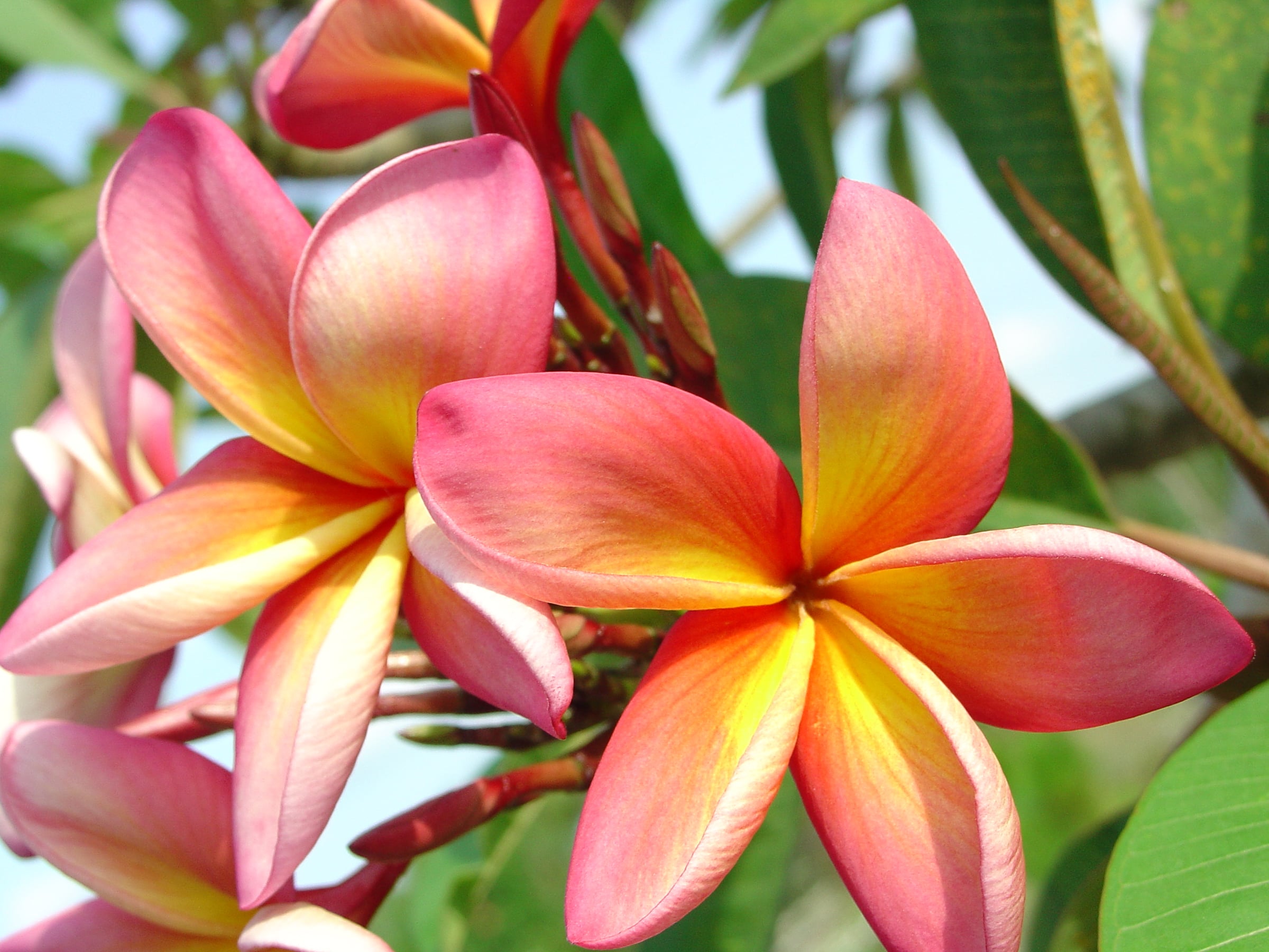 Barbados Showgirl plumeria photo