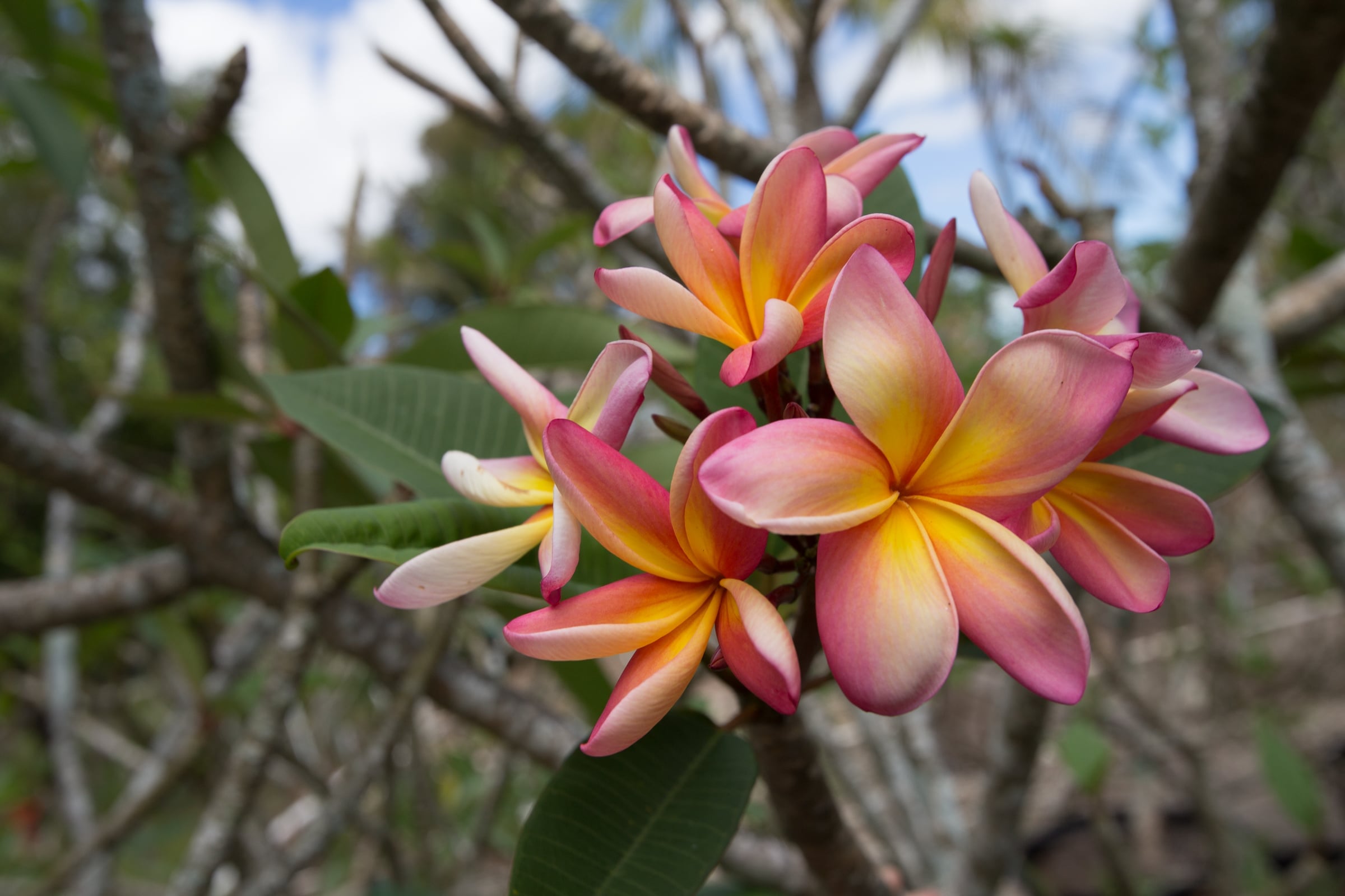 Barbados Showgirl plumeria photo