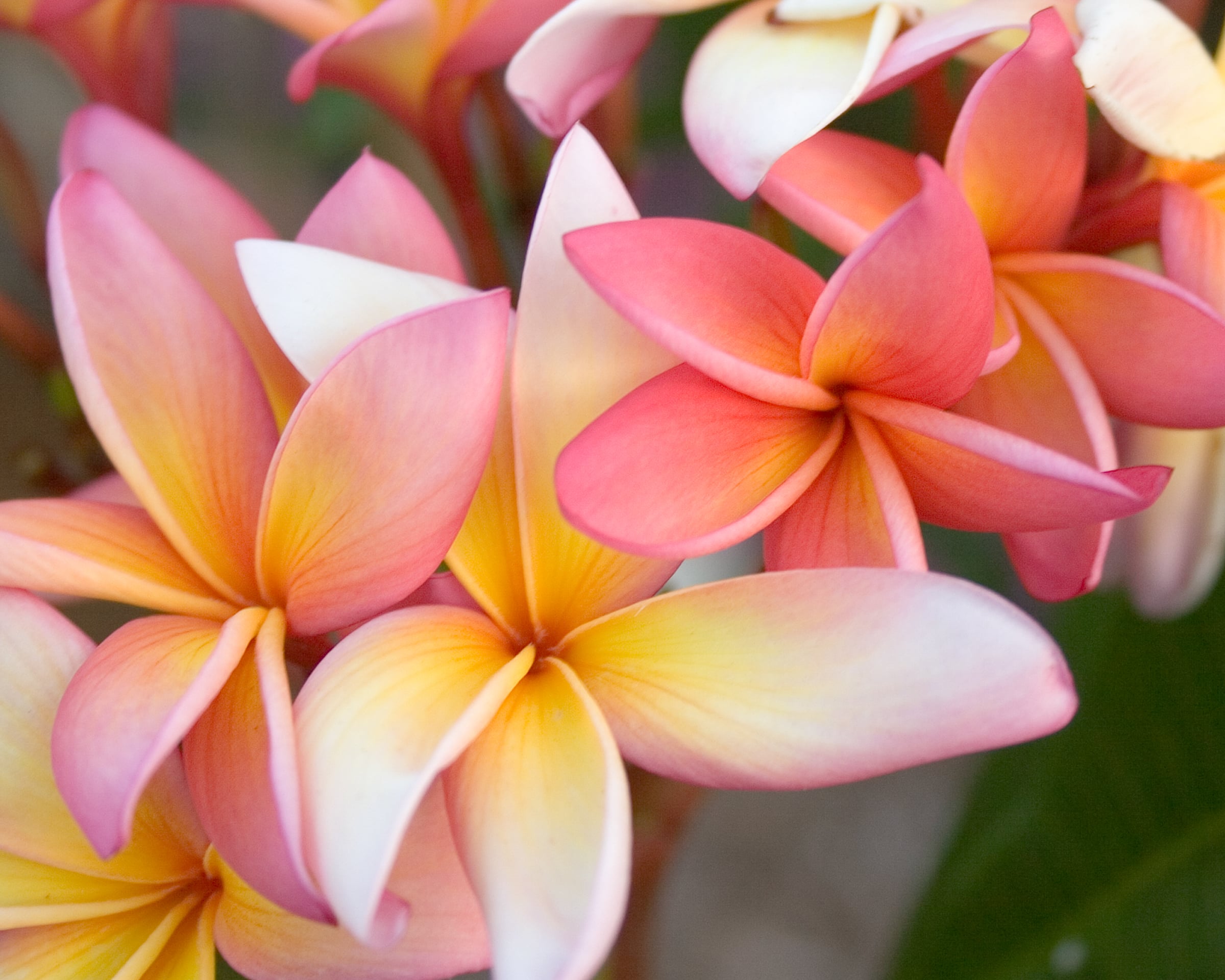 Barbados Showgirl plumeria photo