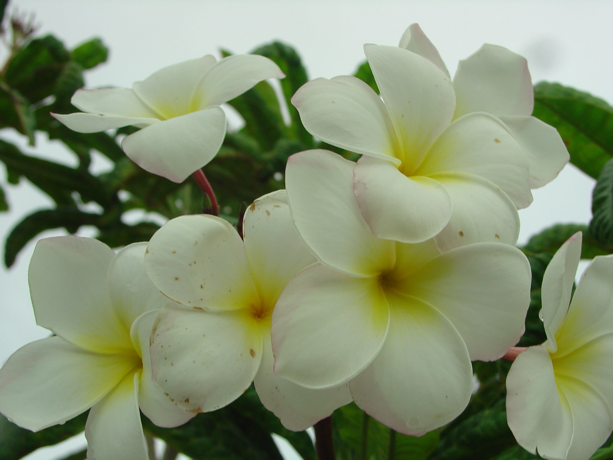 Barbara Hoak plumeria photo
