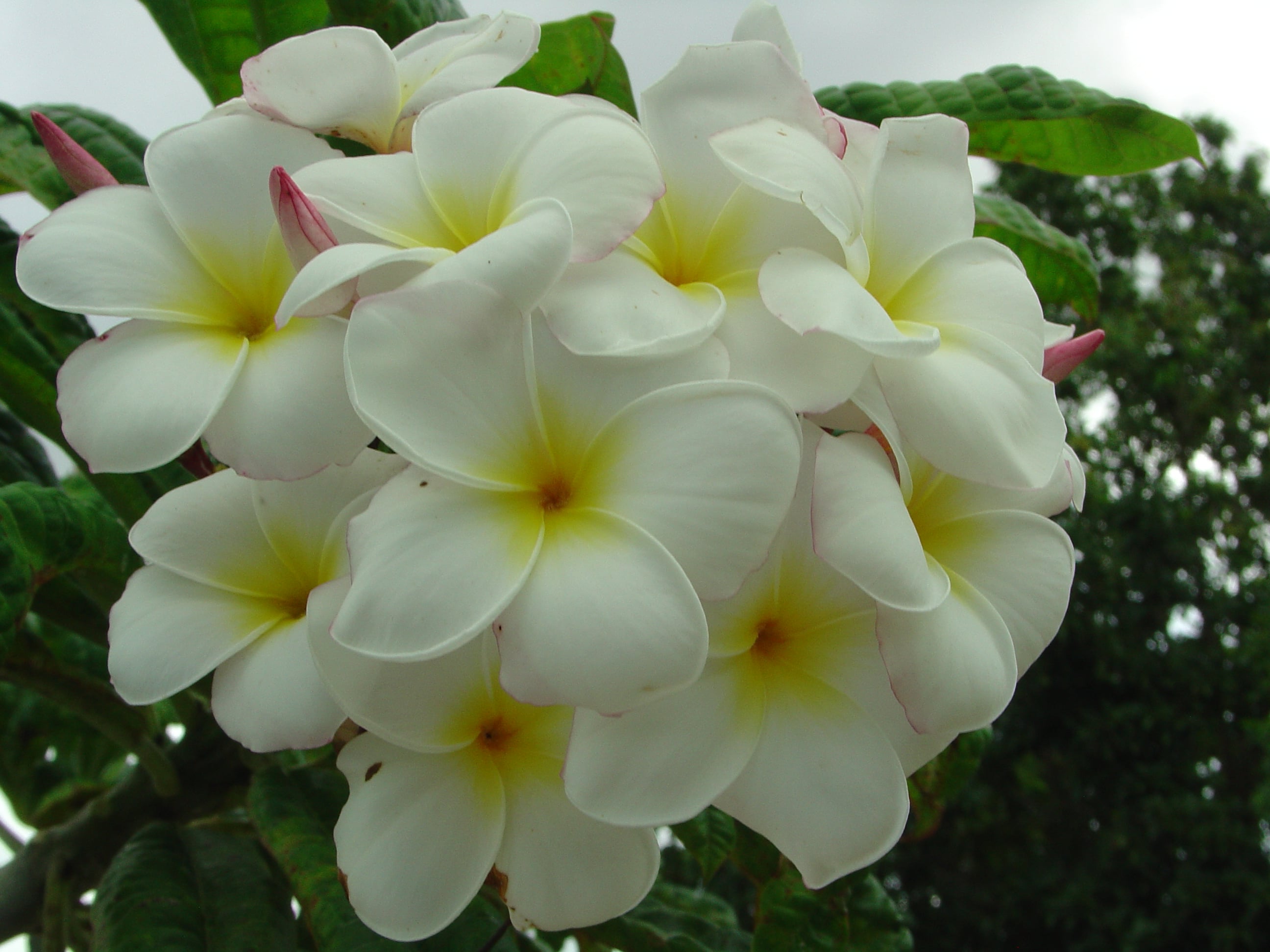 Barbara Hoak plumeria photo