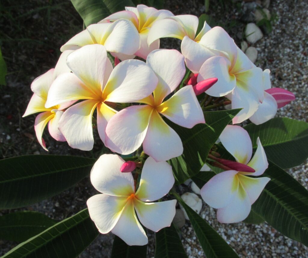 Beacon LIghts plumeria photo