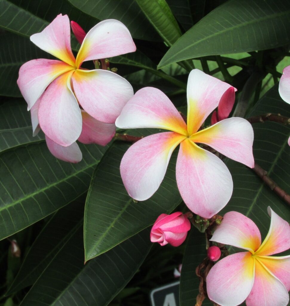Beacon LIghts plumeria photo