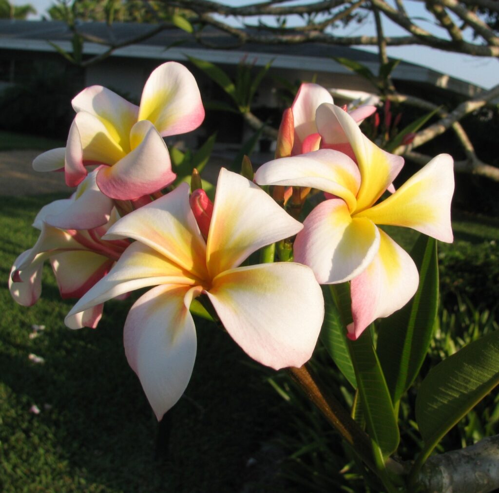 Beacon LIghts plumeria photo