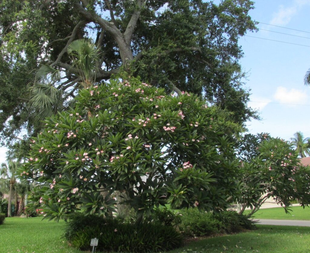 Beacon LIghts plumeria photo