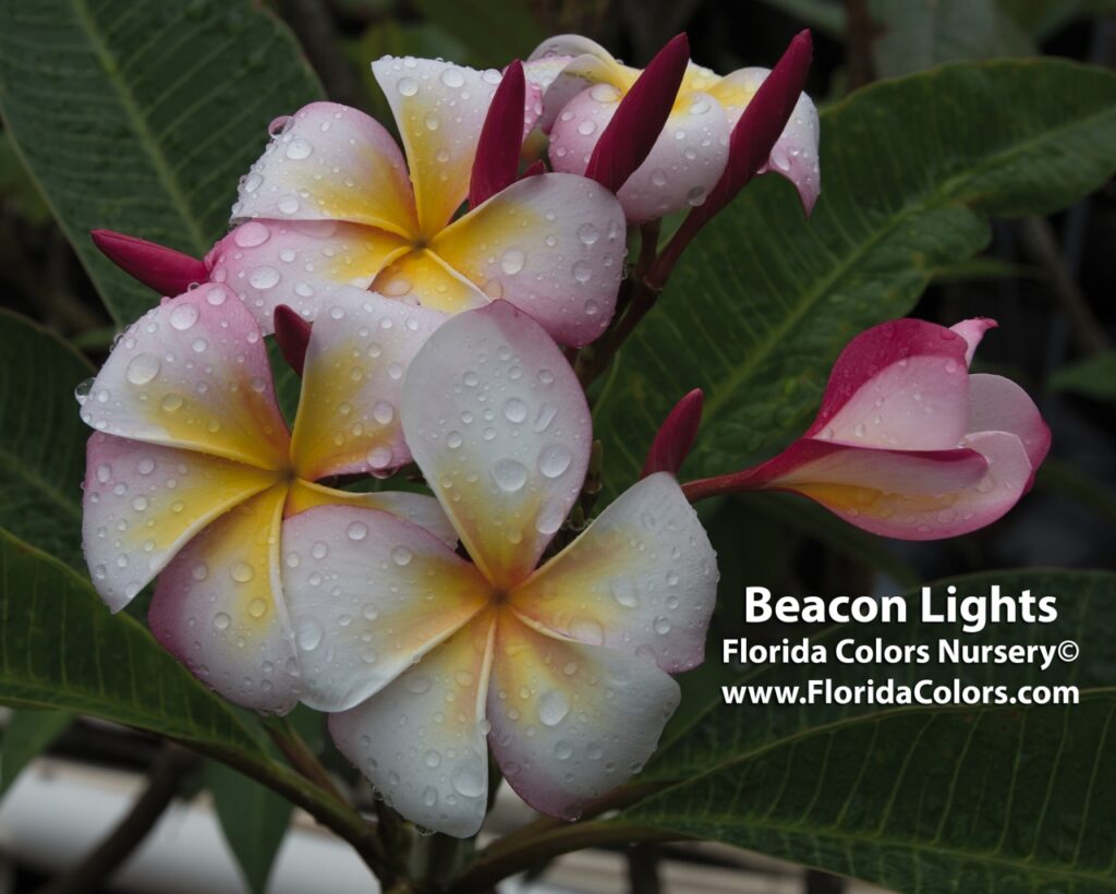 Beacon LIghts plumeria photo