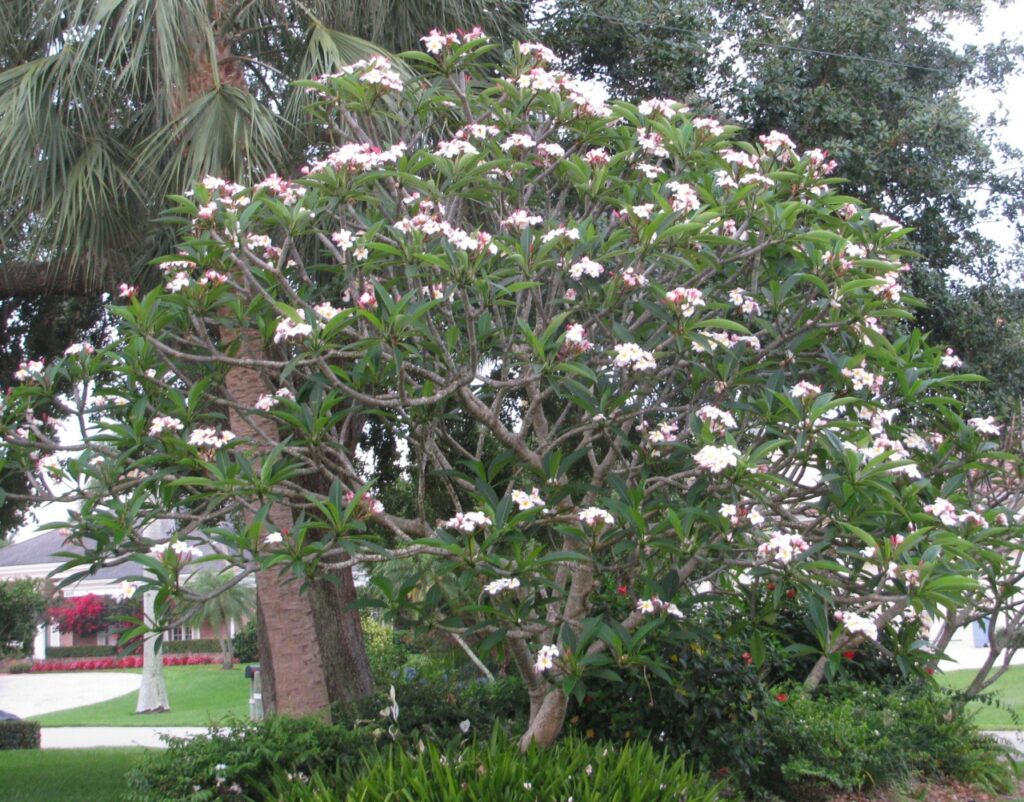 Beacon LIghts plumeria photo